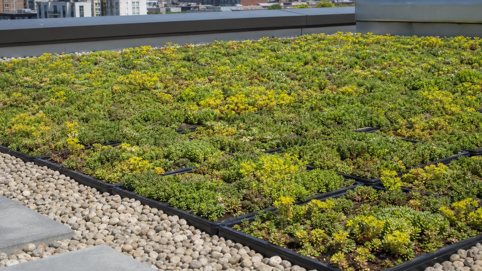 Tokoz Ecogreen sedum trays on a city rooftop