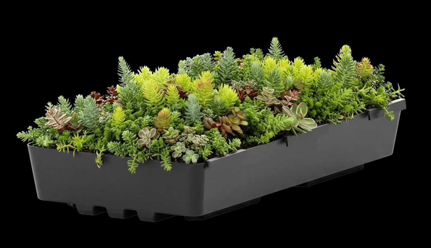 Tokoz Ecogreen 300x600 mm recycled PP sedum tray